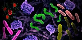 bactéries-intestinal-alimentation-drosana